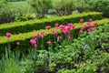 Tulips, Mottisfont Abbey, Hampshire, England, UK Royalty Free Stock Photo