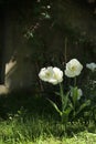 Tulips Mount Tacoma. Royalty Free Stock Photo