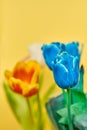 Tulips multi-colored bouquet on a yellow background. Vertical