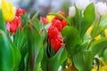 Tulips of multi colored flowers in a spring sunny greenhouse Royalty Free Stock Photo