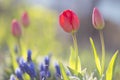 Tulips and muscari flowers in the garden