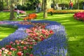 Tulips and muscari flowers growing in Keukenhof garden at spring time in Netherlands Royalty Free Stock Photo
