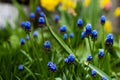 Tulips and muscari grape hyacinth growing in a garden flowerbed, spring flower bed Royalty Free Stock Photo