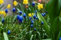 Tulips and muscari grape hyacinth growing in a garden flowerbed, spring flower bed Royalty Free Stock Photo