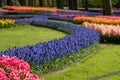 Brightly coloured tulips and muscari by the lake at Keukenhof Gardens, Lisse, Netherlands. Keukenhof is known as the Garden of Royalty Free Stock Photo