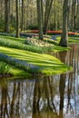 Brightly coloured tulips and muscari by the lake at Keukenhof Gardens, Lisse, Netherlands. Keukenhof is known as the Garden of Royalty Free Stock Photo