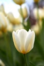 Tulips in my garden. A photo of beautiful tulips in the garden in early springtime. Royalty Free Stock Photo