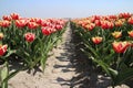 Tulips named "Leen van der Mark" in a row on flower field in Oud