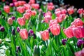 Tulips in Nashville Royalty Free Stock Photo