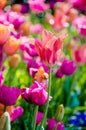 Tulips in Nashville Royalty Free Stock Photo