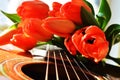 Tulips offered with the music Royalty Free Stock Photo