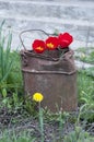 Tulips in a old bucket.