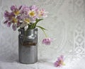 Tulips in old Milk Can Royalty Free Stock Photo
