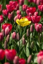 Tulips