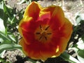 Canadian Tulip Festival, Ottawa Tulips Orange Goblet Royalty Free Stock Photo
