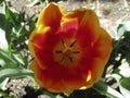 Canadian Tulip Festival, Ottawa Tulips Orange Goblet Royalty Free Stock Photo