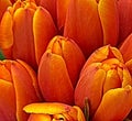 Tulips  Orange with red accents Royalty Free Stock Photo