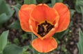 Tulips orange Royalty Free Stock Photo