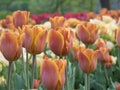 Tulips Royalty Free Stock Photo