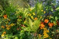 Flowers and plants growing near the pond in Claude Monet`s garden. Giverny, France. Royalty Free Stock Photo