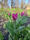 Tulips in our Edem Royalty Free Stock Photo