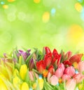 Tulips over blurred green background. Fresh spring flowers. Light leaks Royalty Free Stock Photo