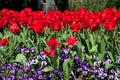 Tulips and pansies Royalty Free Stock Photo