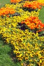 Tulips and Pansies on the flowerbed Royalty Free Stock Photo