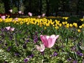 Tulips and pansies, spring garden Royalty Free Stock Photo