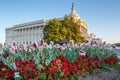 Washington DC Tulips Pansies US Capitol Building Spring Royalty Free Stock Photo