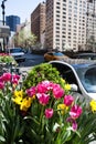 Tulips on Park Avenue in NYC during spring season seen in New York City