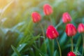 Tulips in the park. Gardening and landscape design for a good life urban environment. Selective focus background Royalty Free Stock Photo