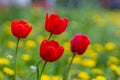 Tulips in the park. Gardening and landscape design for a good life urban environment. Selective focus background Royalty Free Stock Photo