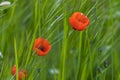 Tulips in the park. Gardening and landscape design for a good life urban environment. Selective focus background Royalty Free Stock Photo