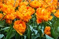 Tulips, park Keukenhof, flower garden, Holland.