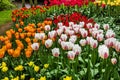 Tulips park Keukenhof flower garden, Holland