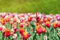 Tulips in park on spring sunny day. Flowers in garden in springtime. Tulip festival.