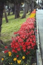 Tulips in the park in springtime