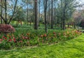 Tulips in the park blooming Royalty Free Stock Photo