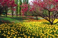 Tulips and Peach Blossoms In Garden Spring