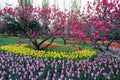 Tulips and Peach Blossoms In Garden Spring Royalty Free Stock Photo