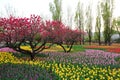 Tulips and Peach Blossoms In Garden Spring