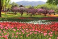 Tulips and Peach Blossoms In Spring Royalty Free Stock Photo