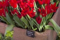 Tulips of the Pieter de Leur species