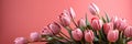 tulips on pink background, copy space Card for Mothers day, 8 March, Happy Easter. Waiting for spring Royalty Free Stock Photo