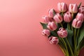 tulips on pink background, copy space Card for Mothers day, 8 March, Happy Easter. Waiting for spring Royalty Free Stock Photo