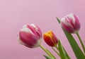 Tulips on pink background