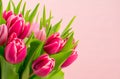 Tulips on pink background Royalty Free Stock Photo