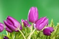 Tulips pink flowers vivid green background