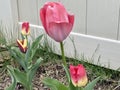 Tulips pink in a garden Royalty Free Stock Photo